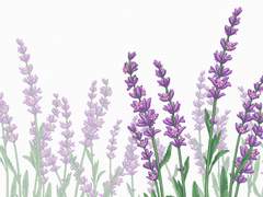 라벤더 브러쉬 소재