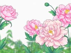 모란 브러쉬 소재