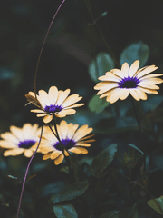 사랑이라는 단어