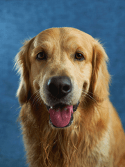 가끔라벨커미션