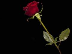 [Ib 공략] 게르테나 세계에 어서오세요