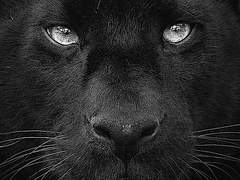 수인물 시리즈 : 흑표범 x 붉은 여우