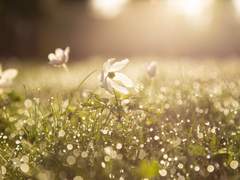 레슬리 네이피어 클레멘스 / XX / 황실 /백작