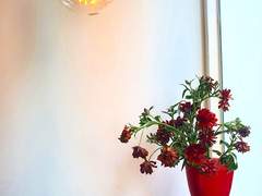 꽃은 점점 시든다:( 전구는 계속 밝다:)