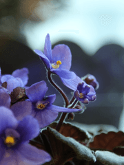 [푸른 하늘 태양같은 그대들이여]