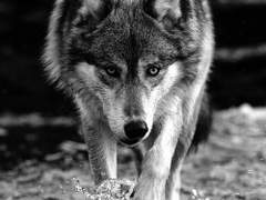 수인물 시리즈 : 회색 늑대 x 흑표범