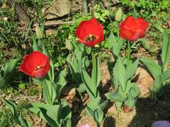 [농사일기] 잡초와의 전쟁 시작