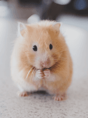 라히 솜인형 공구