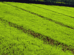 위장부부 스캔들 (하나)