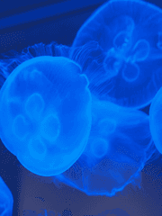 커미션 샘플-프로필