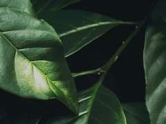 샤먼 오렌티어 | 32 | 연구원