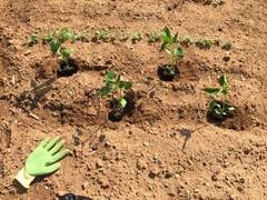 [농사일기] 고추 모종을 심었다