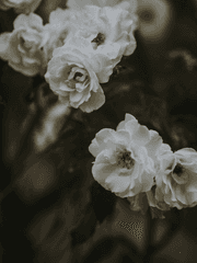 어두운 새벽의 흰 장미