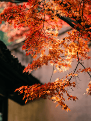 신안주공비사화(噺內主公粃師化)