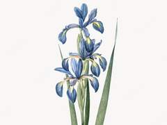 해피엔딩과, 로미오와, 그리고 줄리엣.