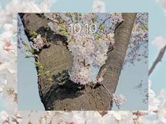 하얀 봄꽃-아이패드용