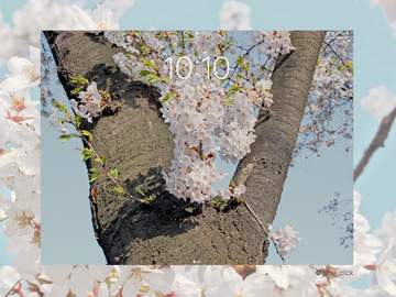 하얀 봄꽃-아이패드용