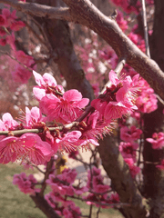 화산귀환 썰,글,그림