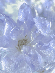 [사진] 월간 일랑