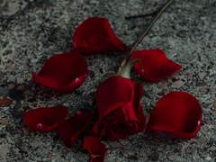 이즈마코 / 날이 밝기 전에