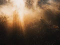 안개 속을 보기 위해