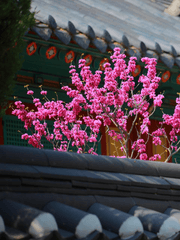 가제 투쟁의 봄