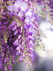 밤의 등나무 아래에서 : 초입