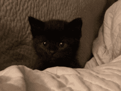 넌씨눈이 소설에 빙의하면