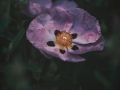 8월 9일생의 탄생화, 시스투스 (휴휴밀 생일)