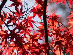 신윤화_82_남만야수궁