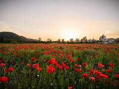 [홍부] 들판에서,