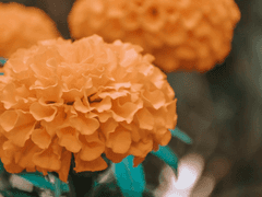 6월 5일생의 탄생화, 메리골드 (레진 생일)