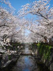 꽃봉오리가 흐드러지게 필 무렵