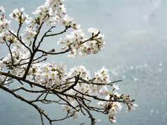 [Onepice] 축제 ~꽃 가루를 날려 폭죽을 더 크게 터트려 02