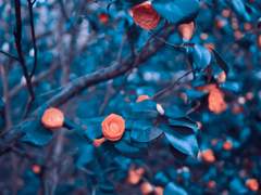 행복과 꽃이 뒤엉킨