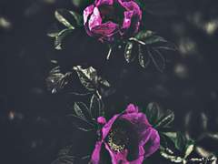 [이데마레] Peccator