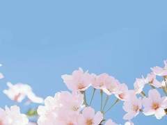 허브벚꽃 메인 - 변화의 연속, 그리고 꽃다발 1