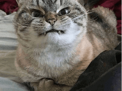 [차가차] 눈을 떠보니 애인이 애기가 된 일에 대하여 1