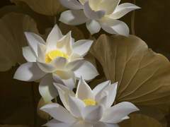 최유기 │ 꽃의 행방 上