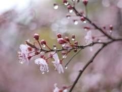 [롴1/롴2] Raindrop : blossoms