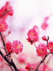 밤의 등나무 아래에서