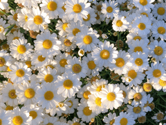 3월 6일생의 탄생화, 데이지 (제 지인 생일 아님)