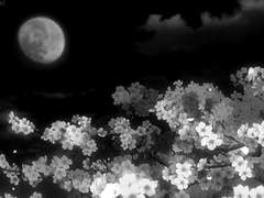 안식을 남기는 이가—