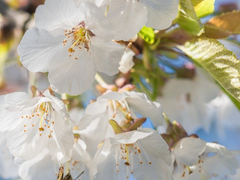 사랑스러운 개기일식에게