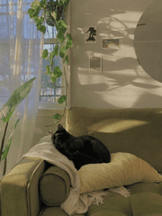 고양이마을의 괴담