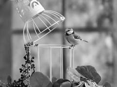 헌정동경록獻呈憧憬錄