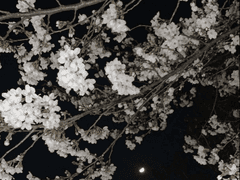 ❀ 계절 타입 글 커미션 ❀