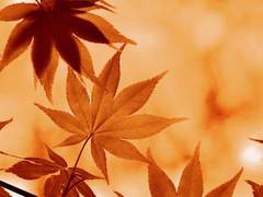 반딧불의 빛을 따라가