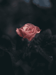 낙화 타입 샘플