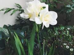 그러니까 여우들은